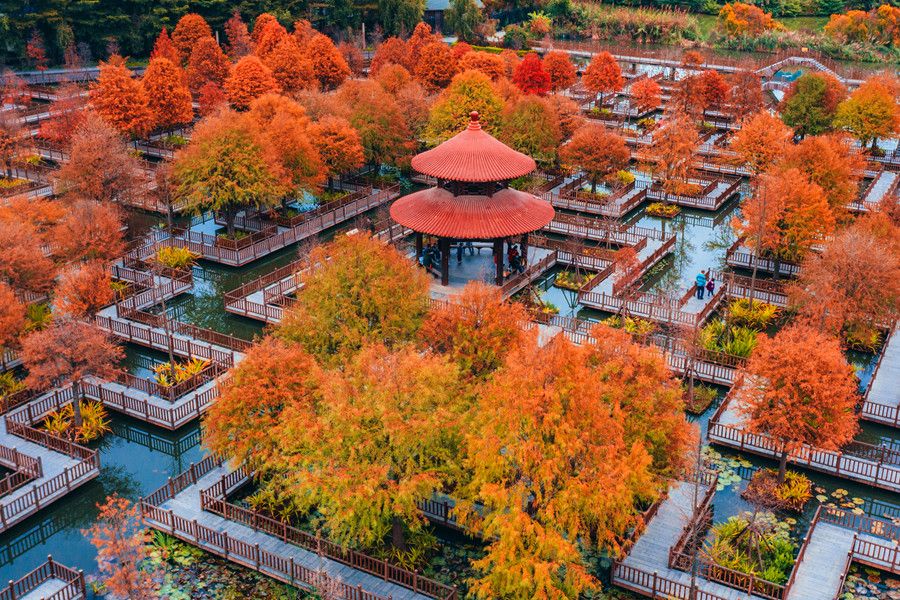 在五缘湾湿地公园木栈道，落羽杉一团团、一簇簇地分布在水上迷宫，梦幻般的色彩中，市民游客或漫步，或在湖心亭远眺，怡然自得，其乐融融。许秋珩摄