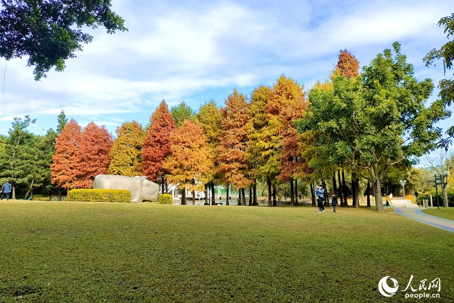 厦门南湖公园落羽杉美景。人民网 陈博摄