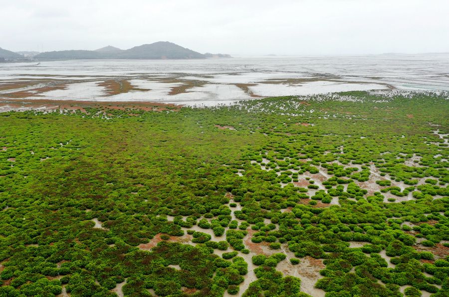 福州福清兴化湾水鸟省级自然保护区（资料图）。黄海摄