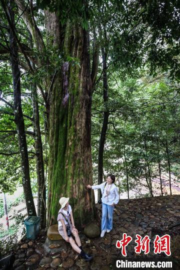 获评南平“十佳”乡村景观林的建瓯市顺阳乡际下村山后景观林，属国家级名木古树自然林保护区。　魏永青 摄