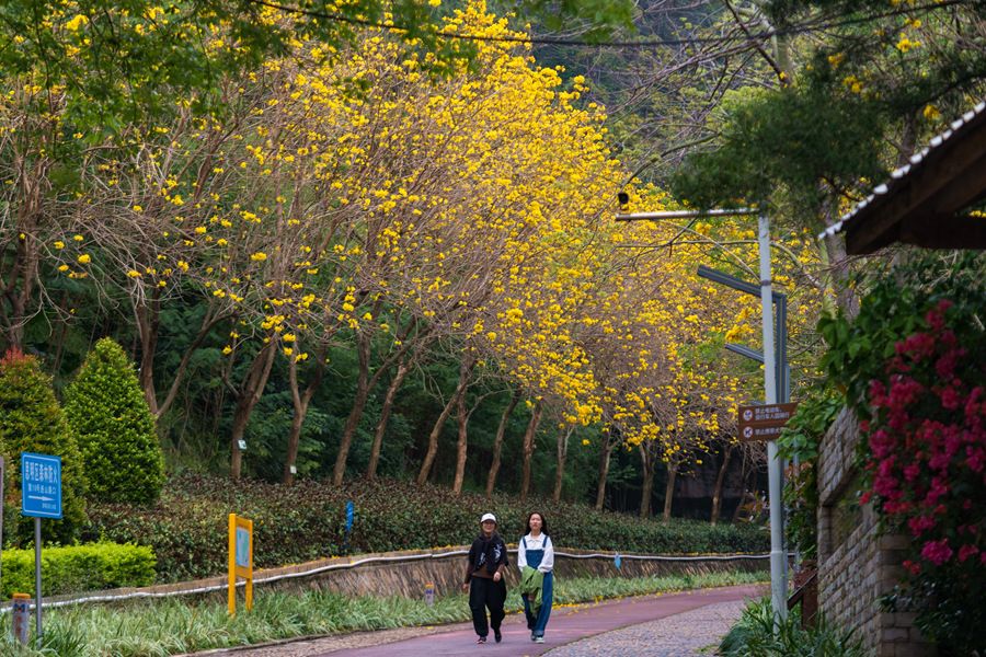 12.在厦门狐尾山公园，市民游客漫步黄花下。许秋珩摄