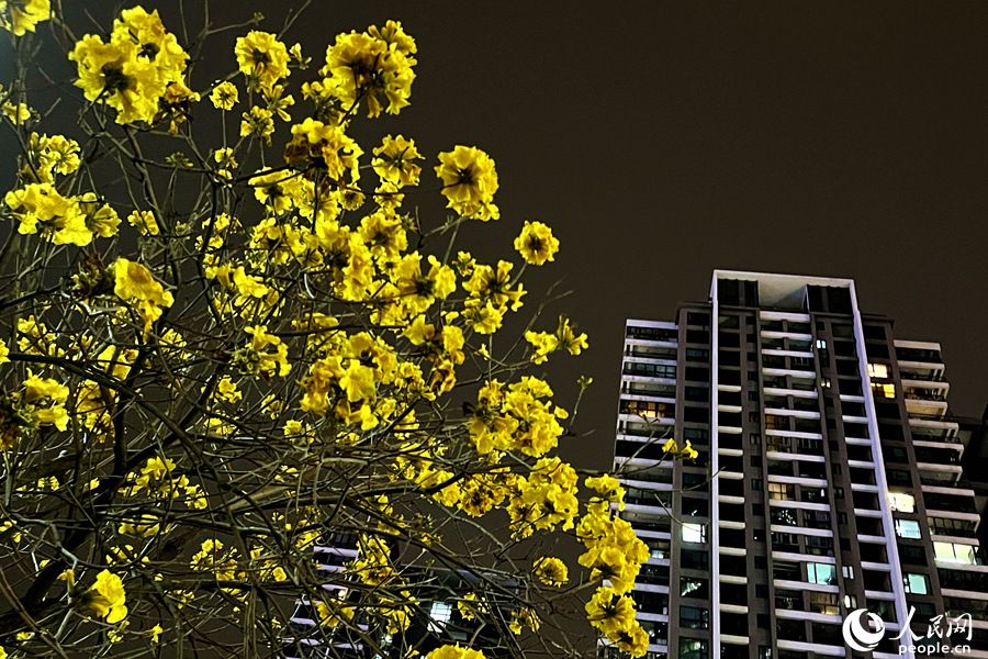 14.夜幕降临，黄花风铃木花朵在灯光下依旧明艳。人民网 陈博摄