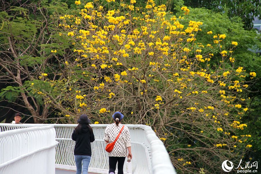 15.厦门山海健康步道旁的黄花风铃木，一树繁花迷人眼。人民网 陈博摄