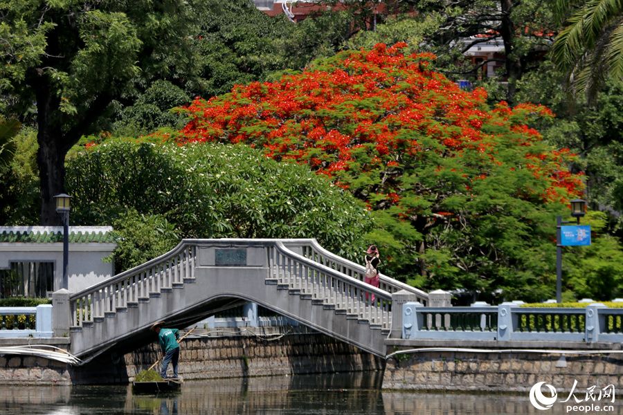 厦门中山公园内，灼灼的红、茂密的绿相映成趣。人民网 陈博摄