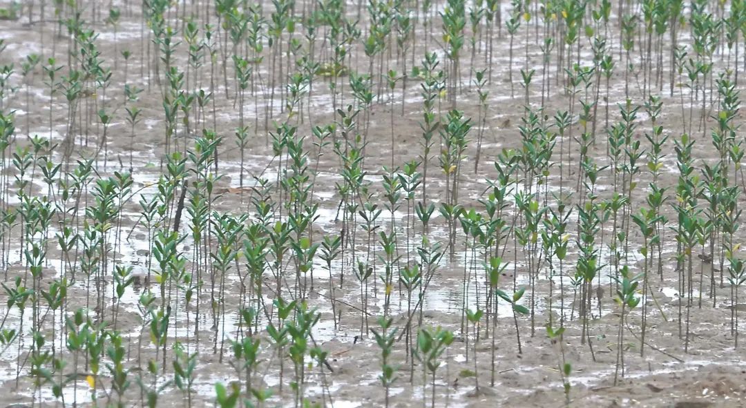 福鼎市佳阳畲族乡种下1000亩红树林（秋茄）长势良好。福鼎市林业局供图