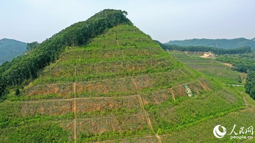 漳州臺商投資區(qū)獅山-周福廢棄礦山采取分級削坡等修復(fù)整治后，綠意盎然。人民網(wǎng) 李昌乾攝