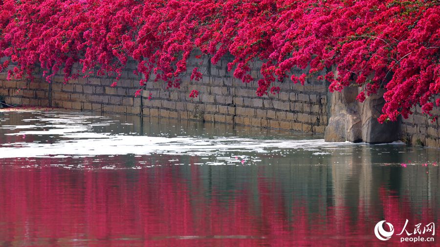 三角梅花海与池中倒影相映成画。人民网记者 陈博摄
