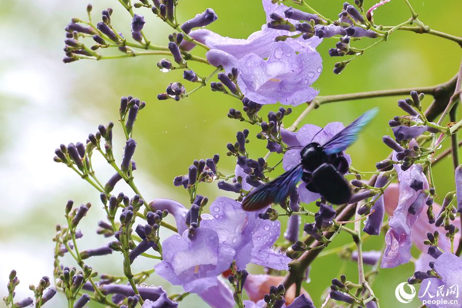 木蜂在蓝花楹花朵间采蜜。人民网记者 陈博摄