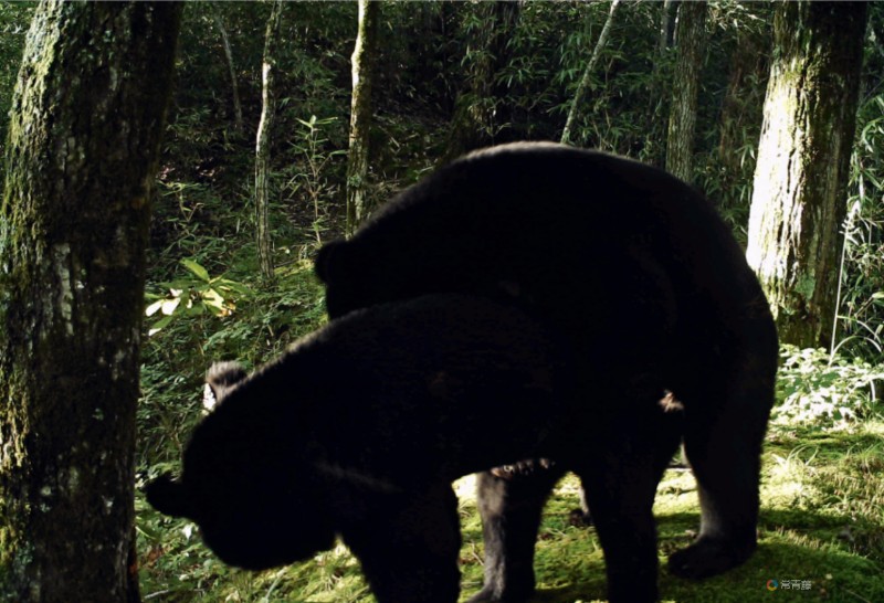 亚洲黑熊的爱308