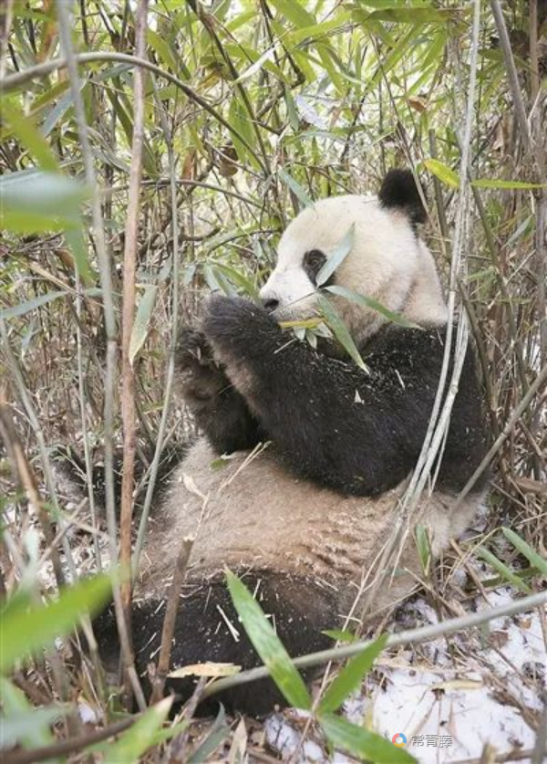 陕西佛坪国家级自然保护区是秦岭大熊猫的模式标本产地0