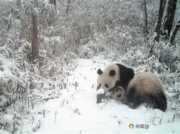 陕西佛坪国家级自然保护区是秦岭大熊猫的模式标本产地526