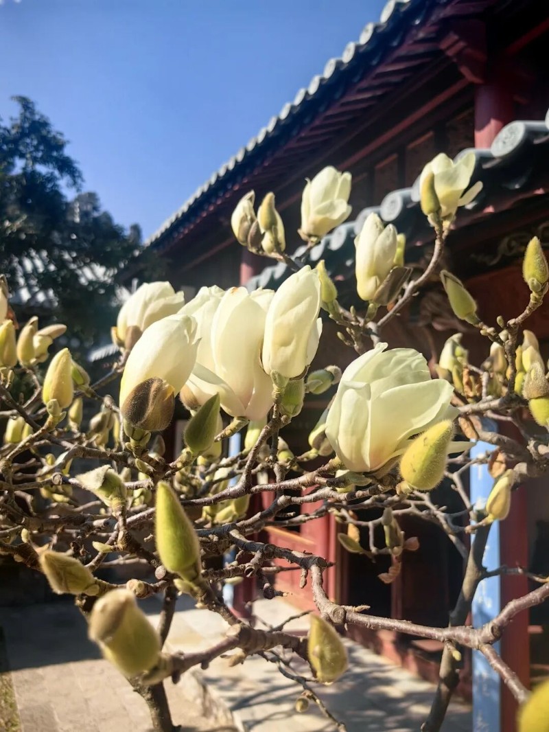 玉兰,古院香。 - 关注森林