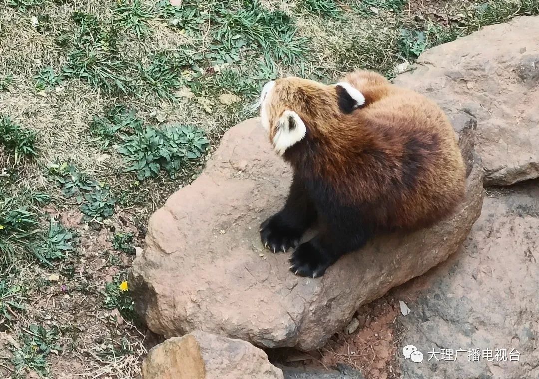 迎接大熊猫“丫丫”回国，来自云南大理的小熊猫送上祝福~ _www.isenlin.cn