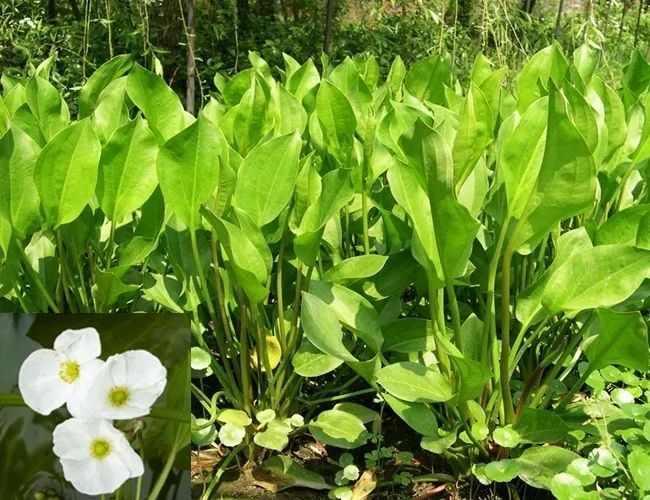 今美嘉体育下载日立春杭州植物园已传出“春天的信号”赏花人纷至沓来(图1)