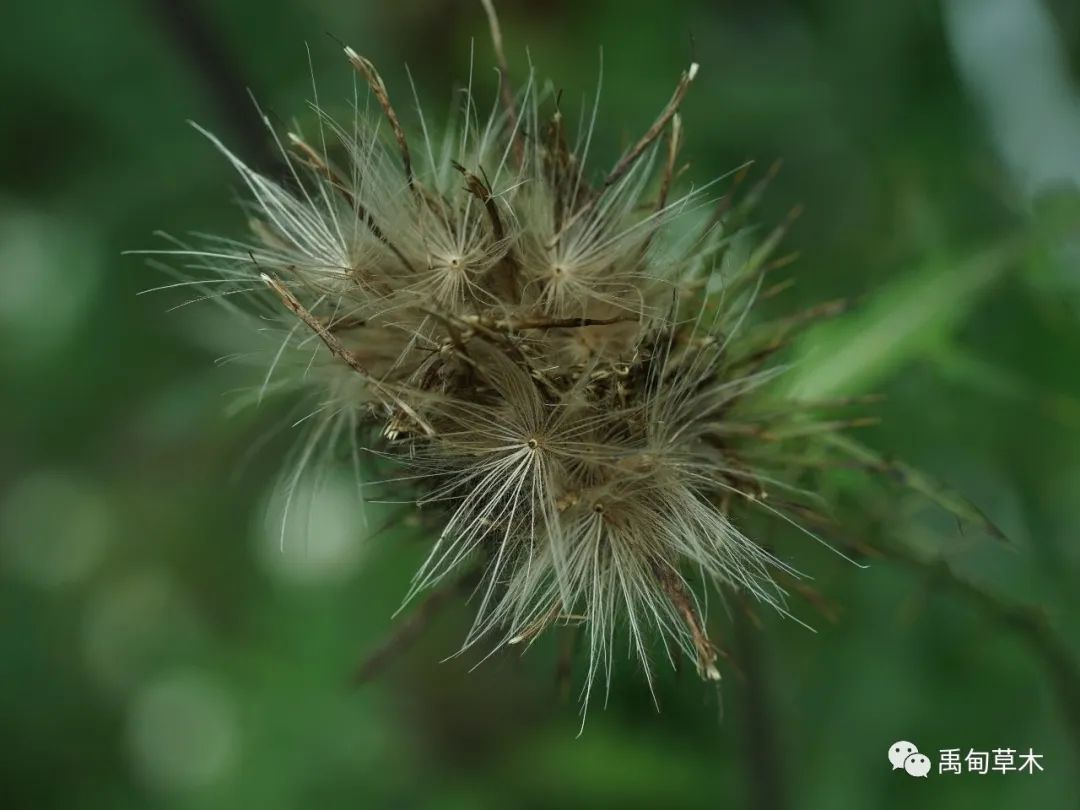 魁蓟 Cirsium leo _www.isenlin.cn