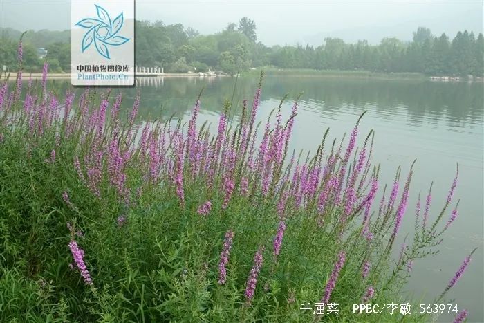 游览国家植物园——114.认识植物:千屈菜 _www.isenlin.cn
