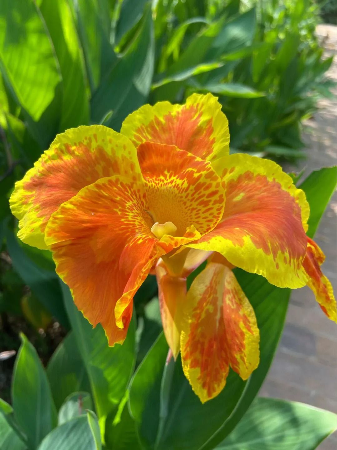游览国家植物园——88.认识植物:美人蕉类 _www.isenlin.cn