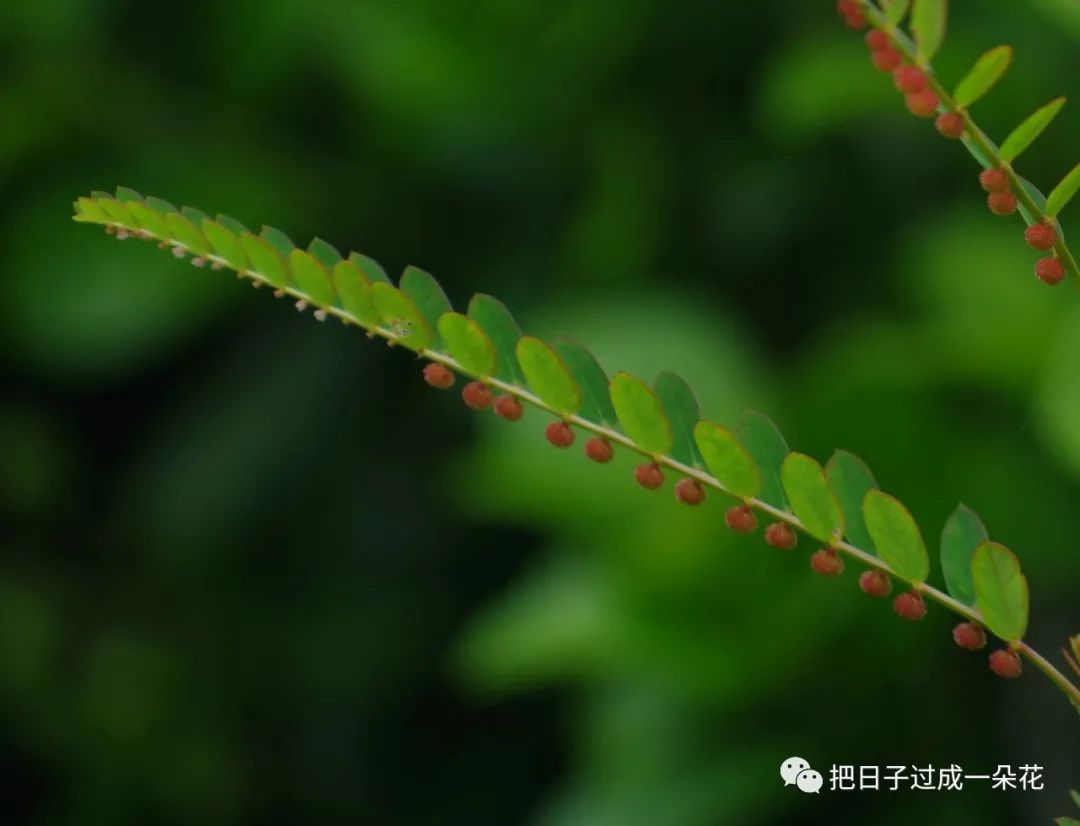 云南沙地生叶下珠-国家植物标本馆(PE)模式标本集-图片