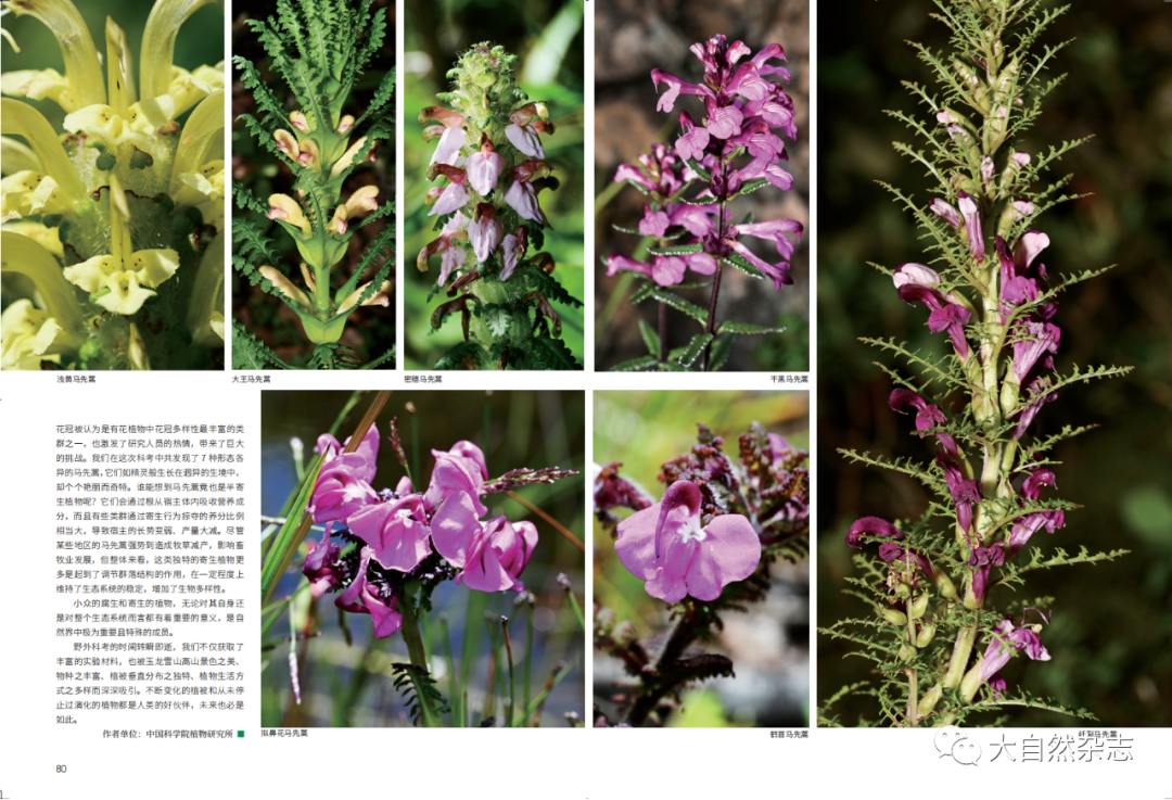 植物考察纪行 _www.isenlin.cn