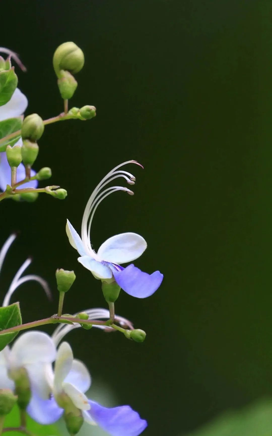 薇薇花园: 蓝蝴蝶花