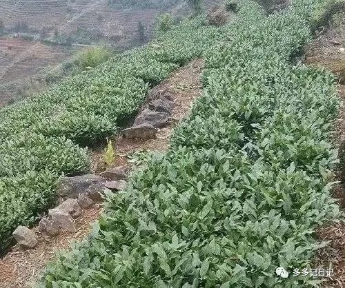 关注森林 生态旅游  第16张