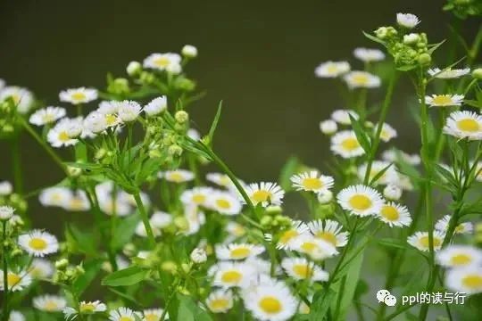 小小飞蓬：从诗经中走来的植物 关注森林 