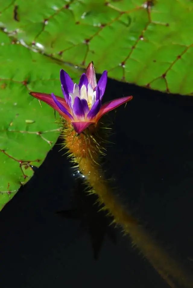 游览国家植物园——118.认识植物：芡实 _www.isenlin.cn