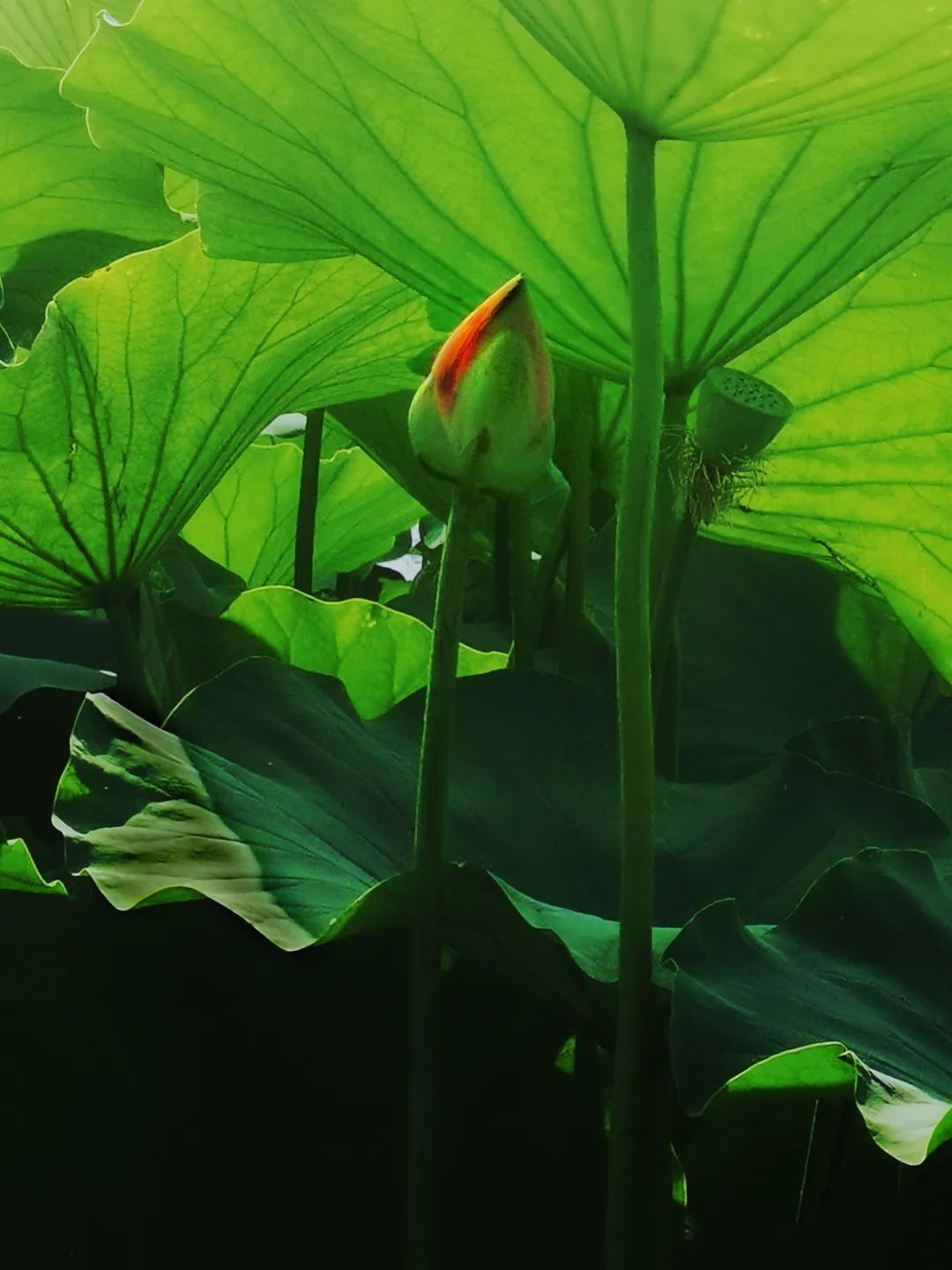 游览国家植物园——111.认识植物:荷花 _www.isenlin.cn