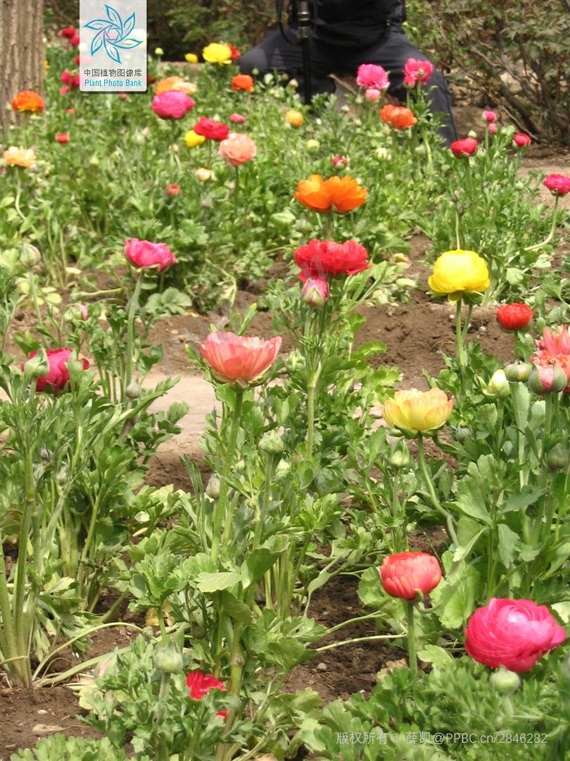 花毛茛 _www.isenlin.cn