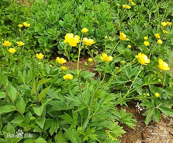 认识植物:毛茛 - 关注森林
