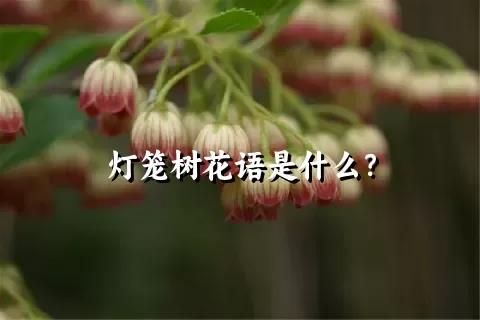灯笼树花语是什么？
