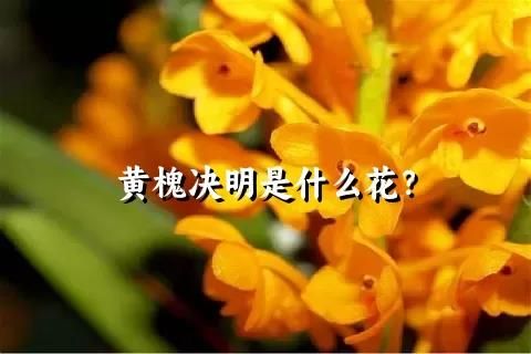 黄槐决明是什么花？