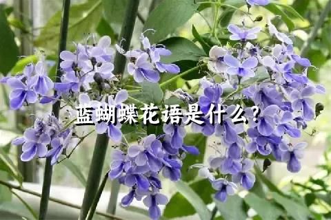 蓝蝴蝶花语是什么？