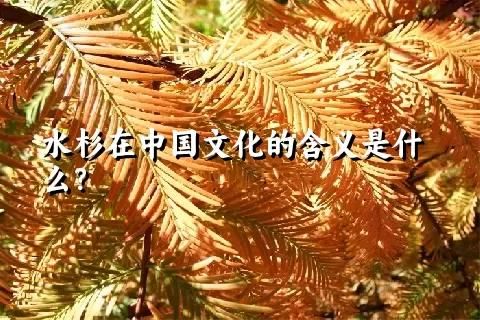 水杉在中国文化的含义是什么？