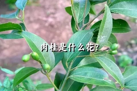 肉桂是什么花？