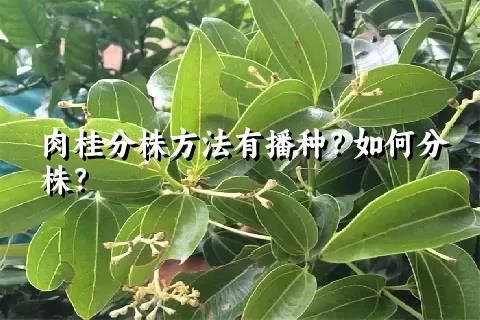 肉桂分株方法有播种？如何分株？