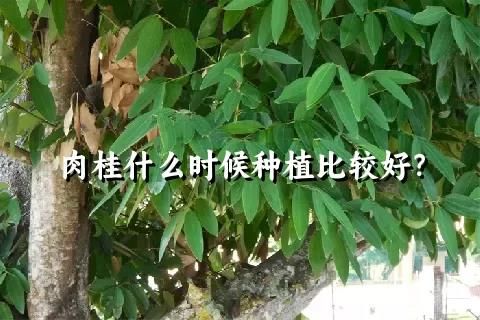 肉桂什么时候种植比较好？