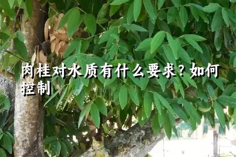 肉桂对水质有什么要求？如何控制