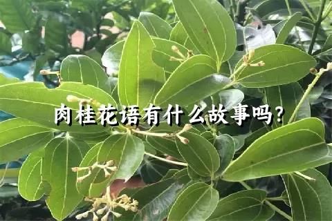 肉桂花语有什么故事吗？