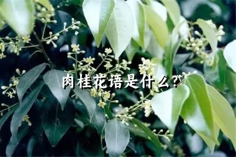 肉桂花语是什么？