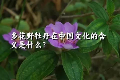 多花野牡丹在中国文化的含义是什么？