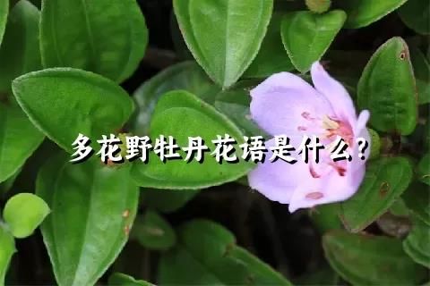 多花野牡丹花语是什么？