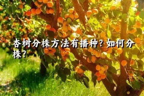 杏树分株方法有播种？如何分株？