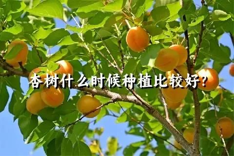 杏树什么时候种植比较好？