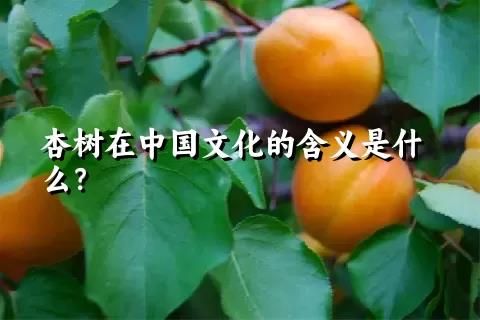 杏树在中国文化的含义是什么？