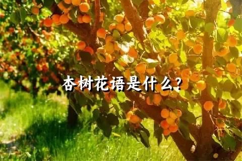 杏树花语是什么？