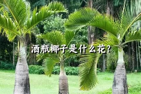 酒瓶椰子是什么花？