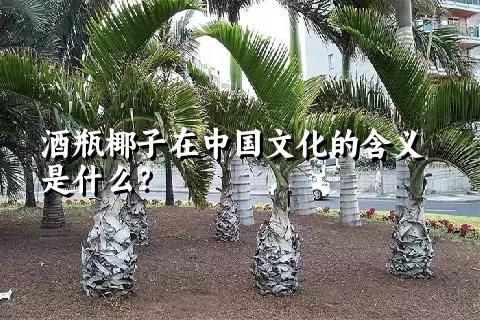 酒瓶椰子在中国文化的含义是什么？