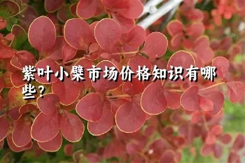 紫叶小檗市场价格知识有哪些？