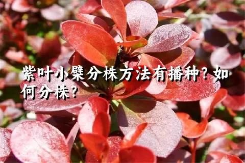 紫叶小檗分株方法有播种？如何分株？